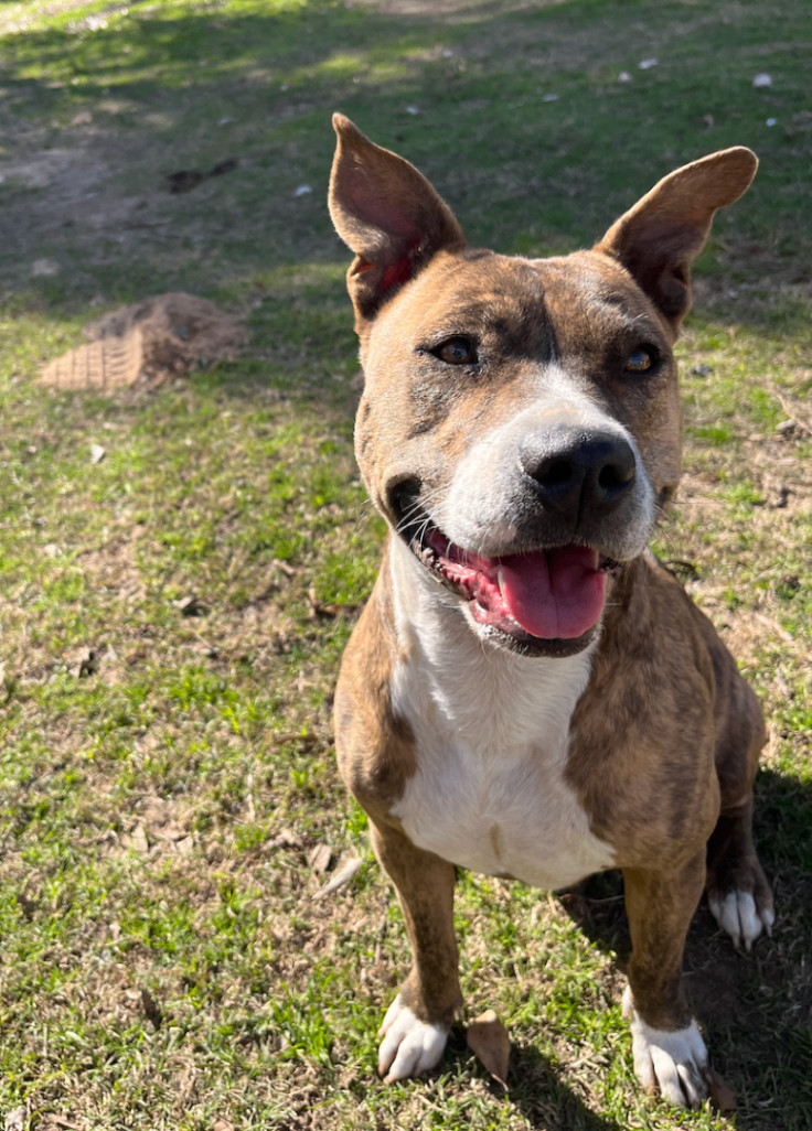 Punkie, a Adoptable mixed breed in Austin, TX image 2/3