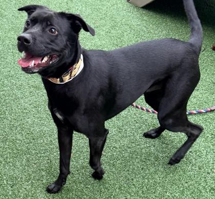 Lucas — thumbnail 3