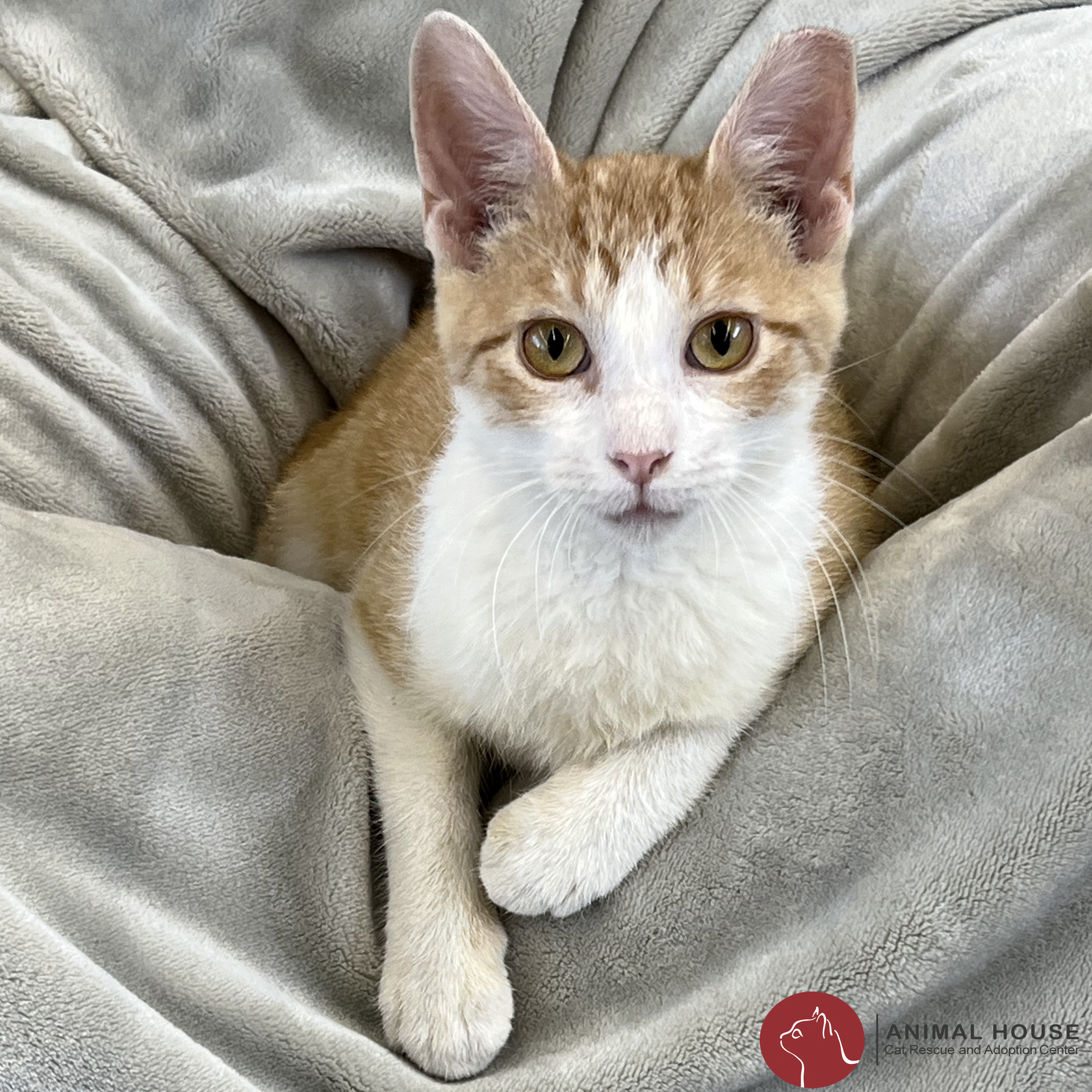 Enlarge Corduroy, a Adoptable Domestic Short Hair in St. Louis, MO image 1/1