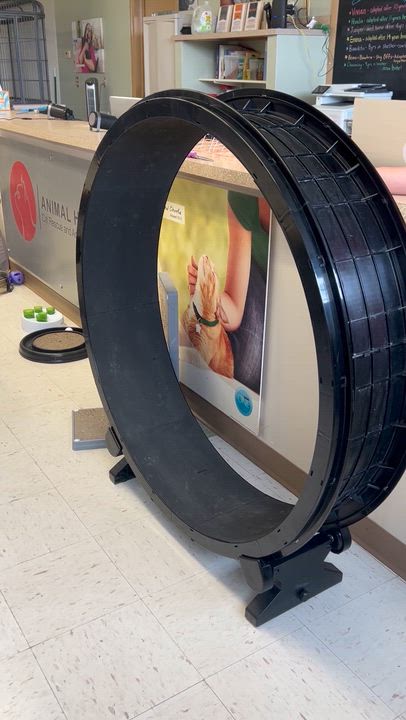 Enlarge Corduroy, a Adoptable Domestic Short Hair in St. Louis, MO video 2/2