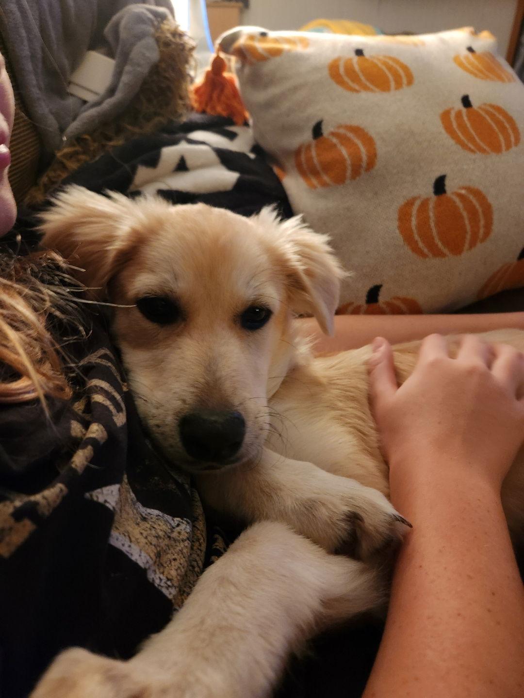 Patsy 01/09/2026, Adopted, Puppy Female Great Pyrenees.