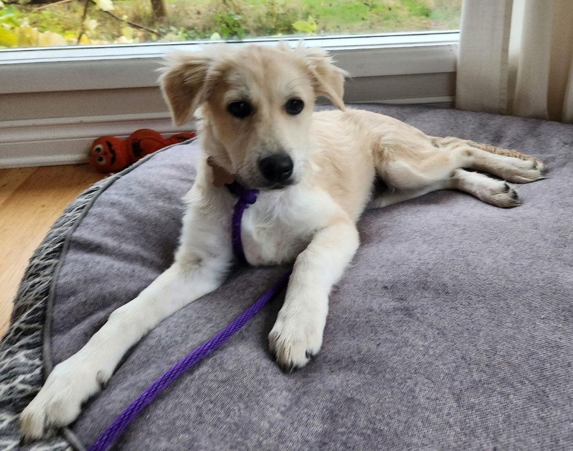 Patsy 01/09/2026, a Adopted Great Pyrenees in Bothell, WA image 2/3