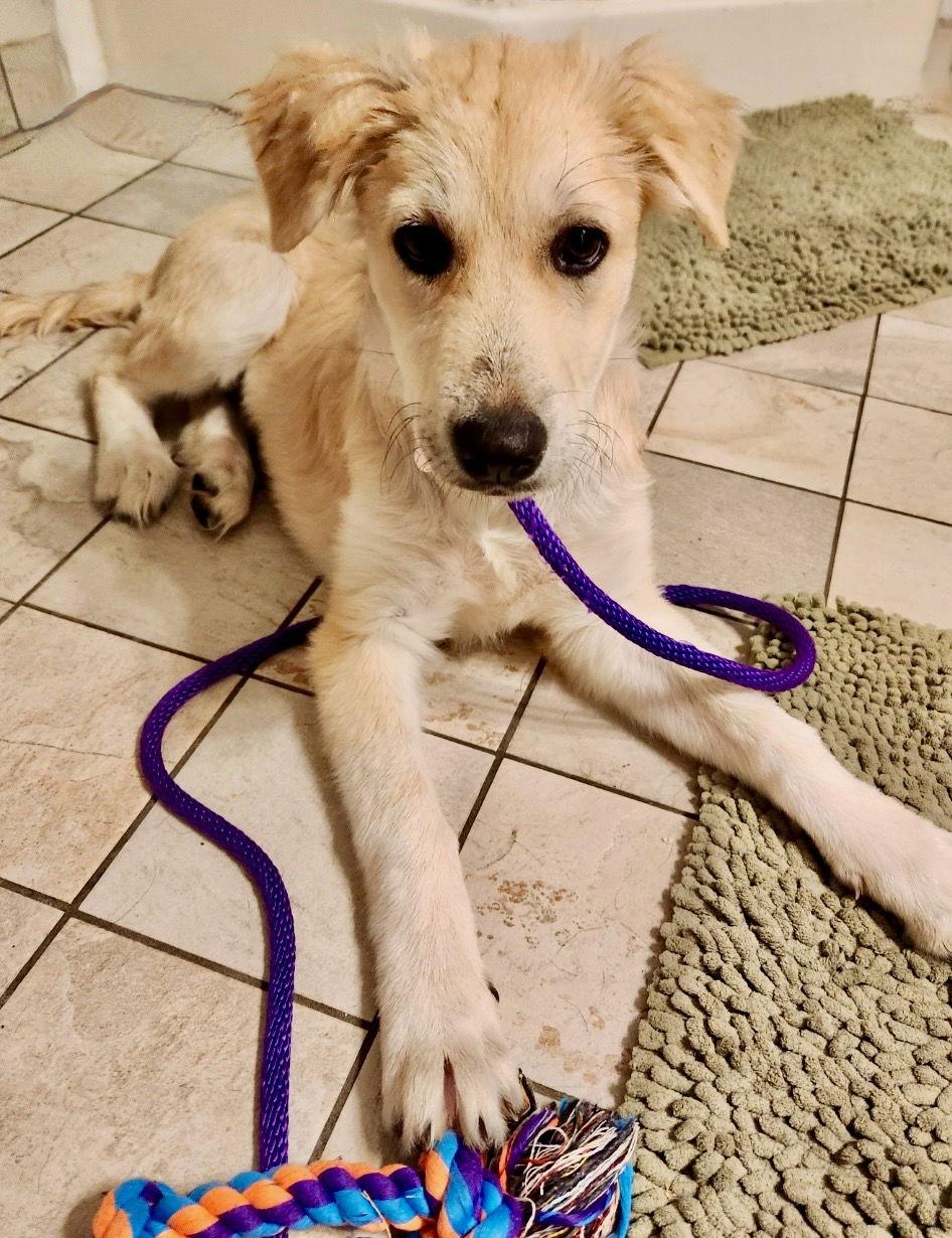 Patsy 01/09/2026, a Adopted Great Pyrenees in Bothell, WA image 3/3