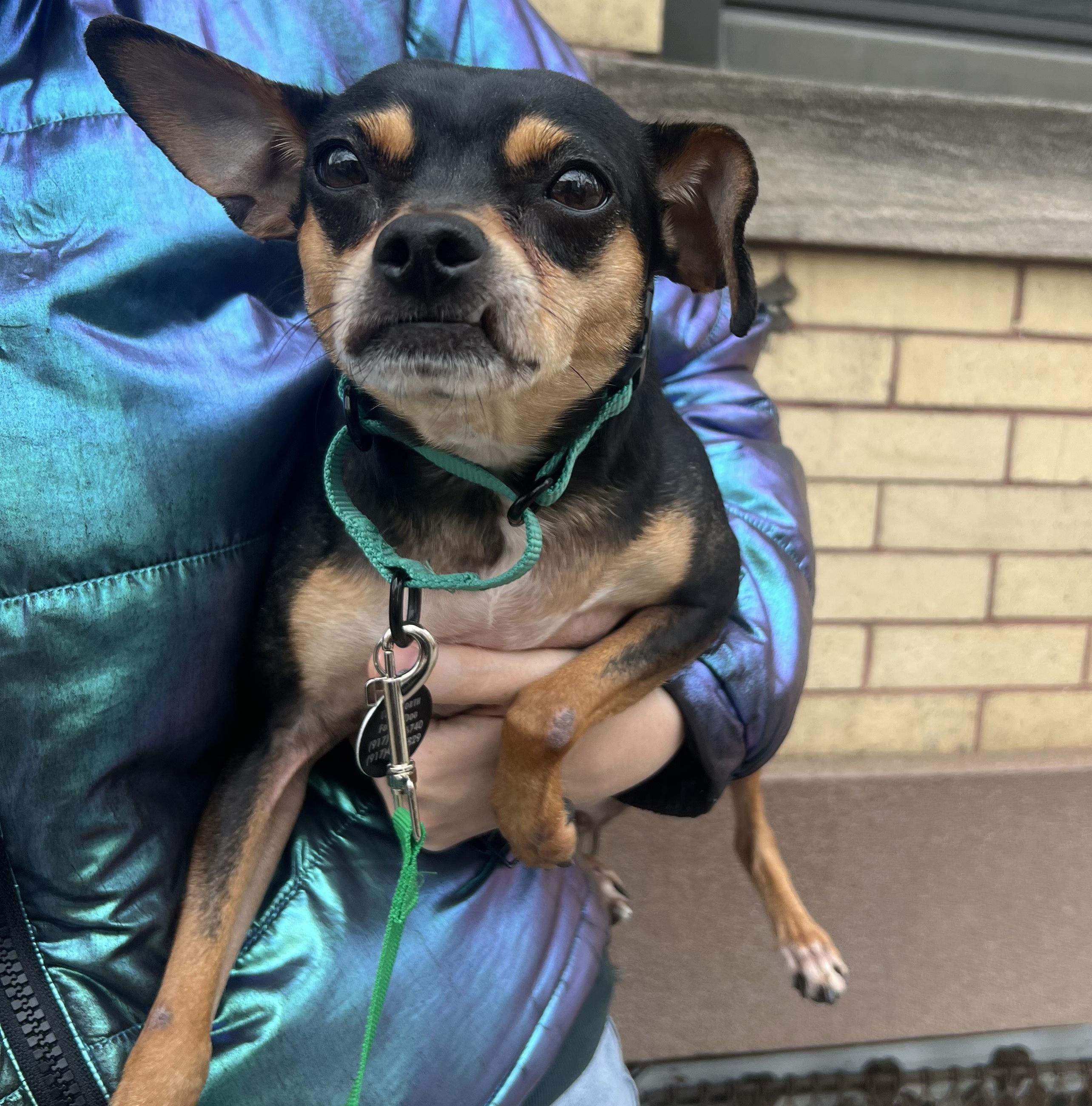 Enlarge Missy, a Adoptable mixed breed in Brooklyn, NY image 3/5