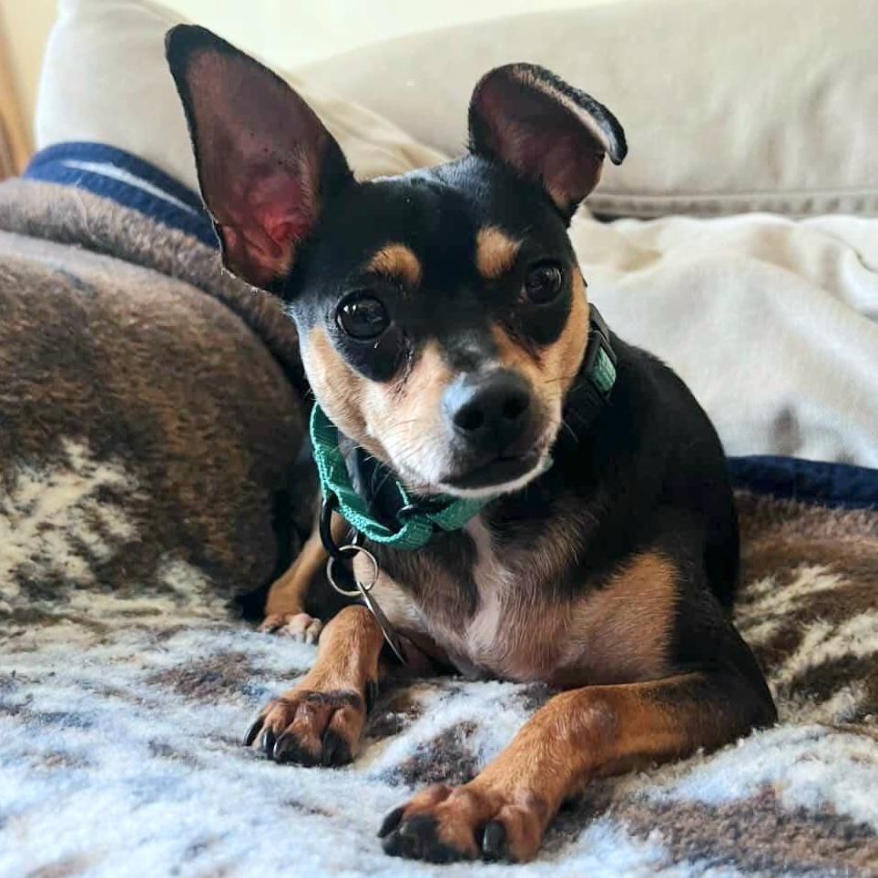 Enlarge Missy, a Adoptable mixed breed in Brooklyn, NY image 2/5