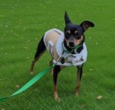 Enlarge Missy, a Adoptable mixed breed in Brooklyn, NY image 4/5