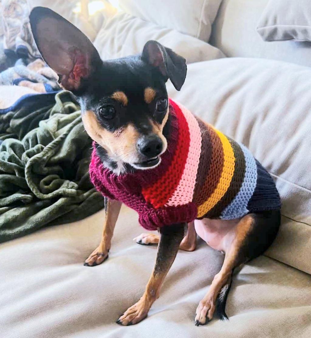 Enlarge Missy, a Adoptable mixed breed in Brooklyn, NY image 1/5