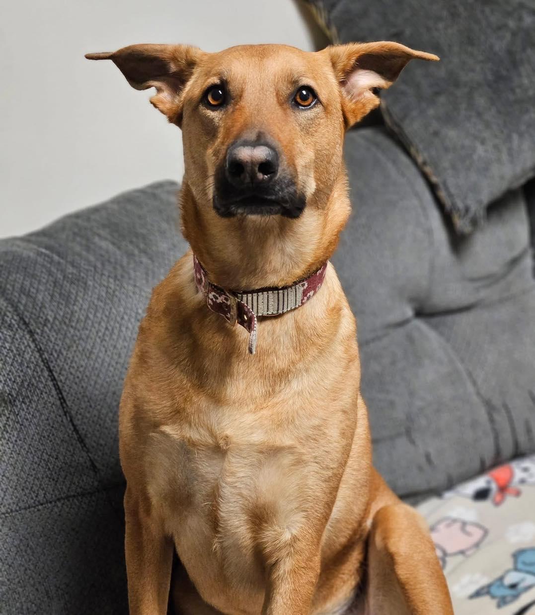 Nala, ADOPTABLE, Adult Female German Shepherd Dog.