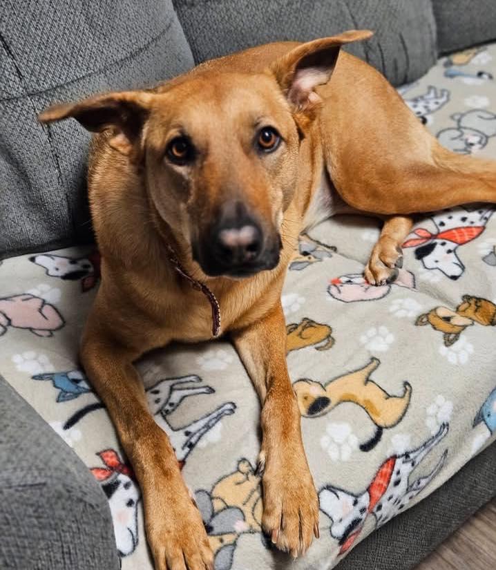 Nala, a ADOPTABLE mixed breed in Broken Arrow, OK image 4/4