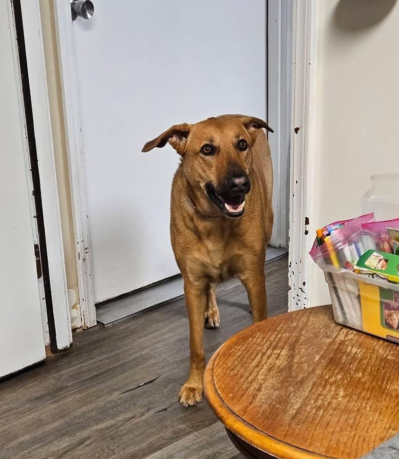 Nala, a ADOPTABLE mixed breed in Broken Arrow, OK image 2/4