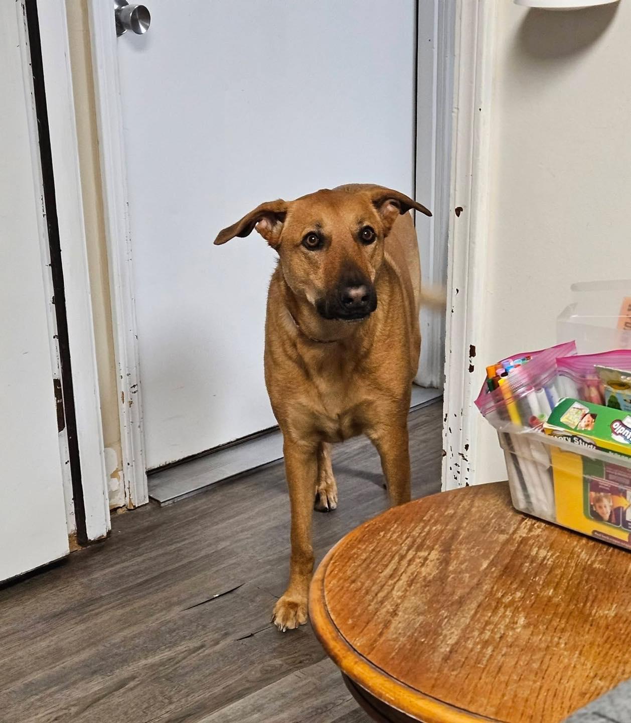 Nala, a ADOPTABLE mixed breed in Broken Arrow, OK image 3/4