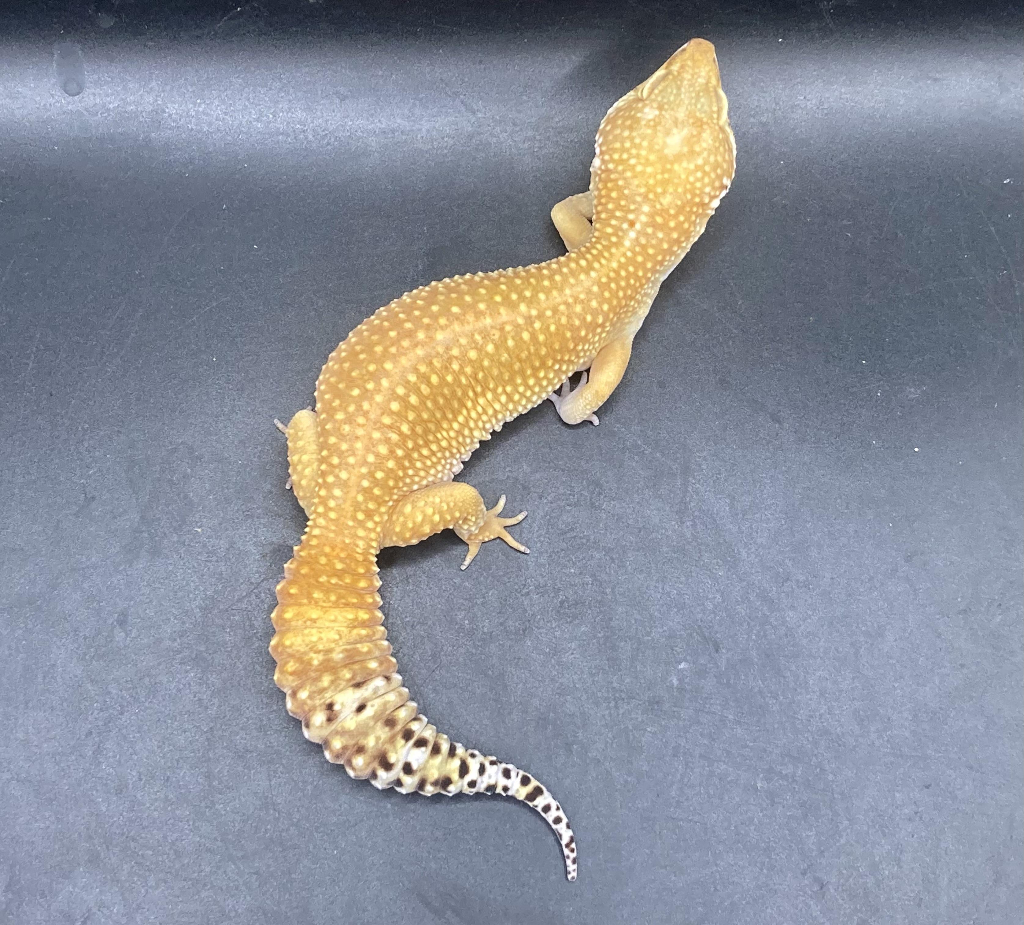 Enlarge Kiwi, an adopted Gecko in Palmerton, PA image 2/4