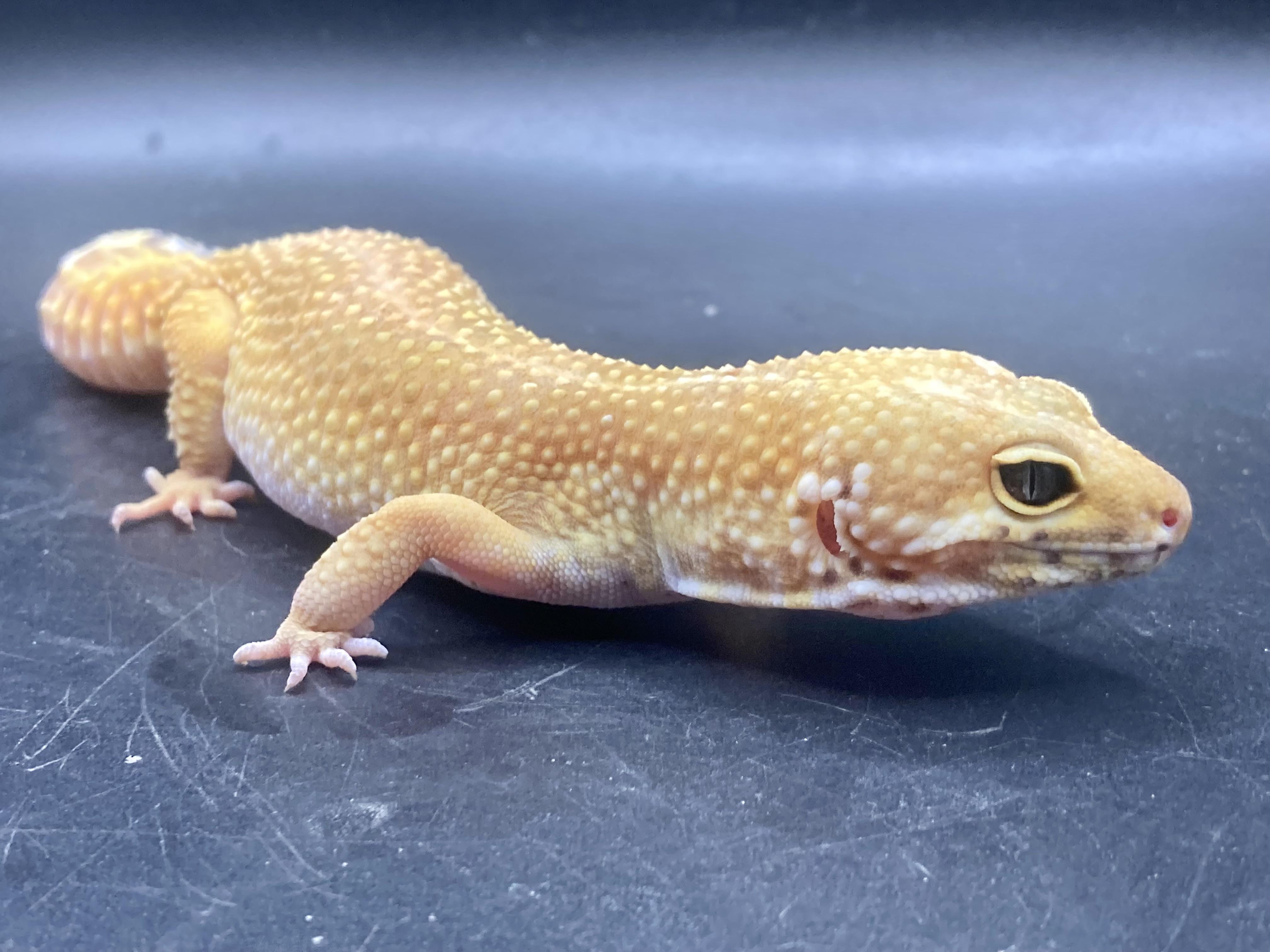 Enlarge Kiwi, an adopted Gecko in Palmerton, PA image 3/4