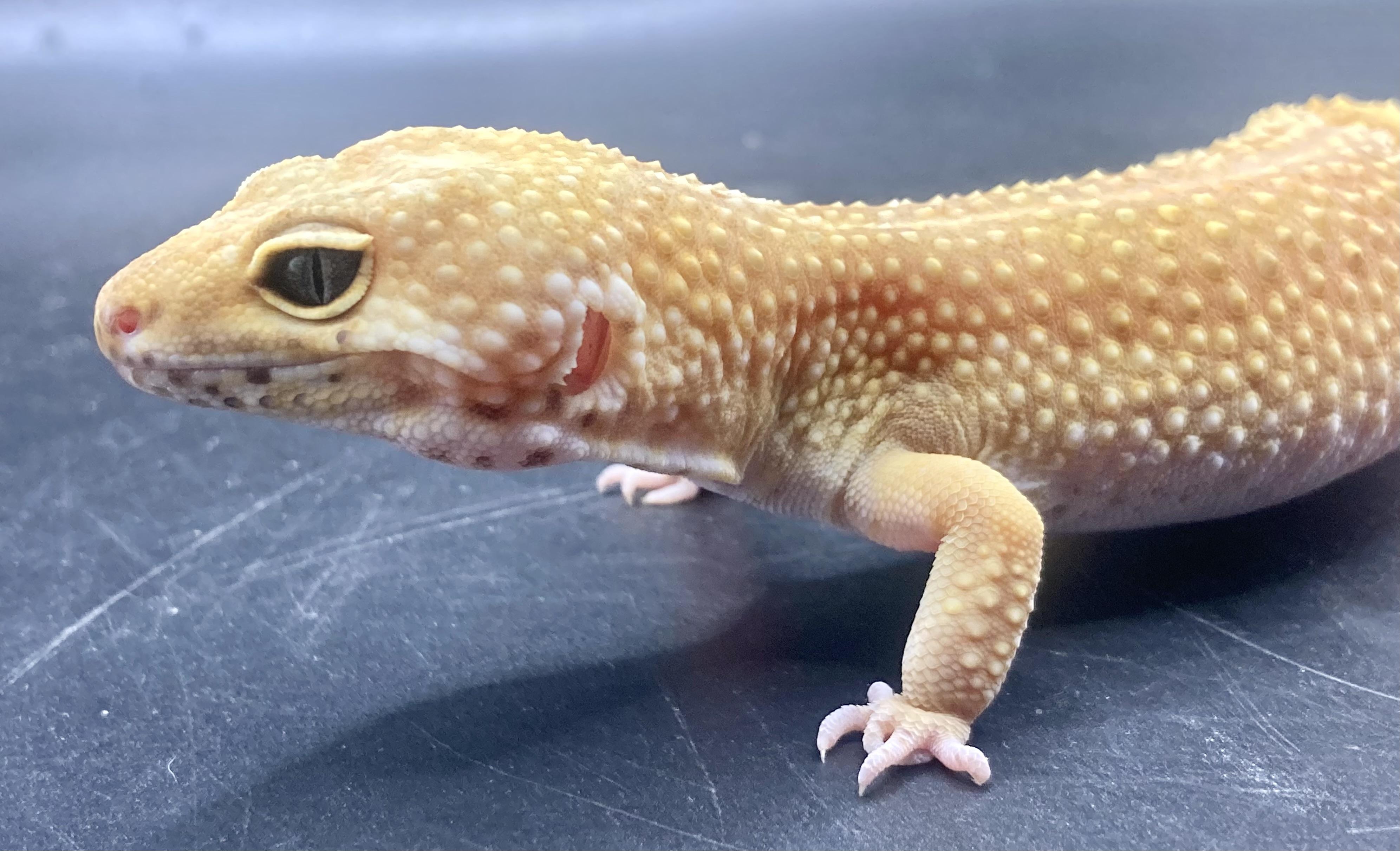 Enlarge Kiwi, an adopted Gecko in Palmerton, PA image 4/4