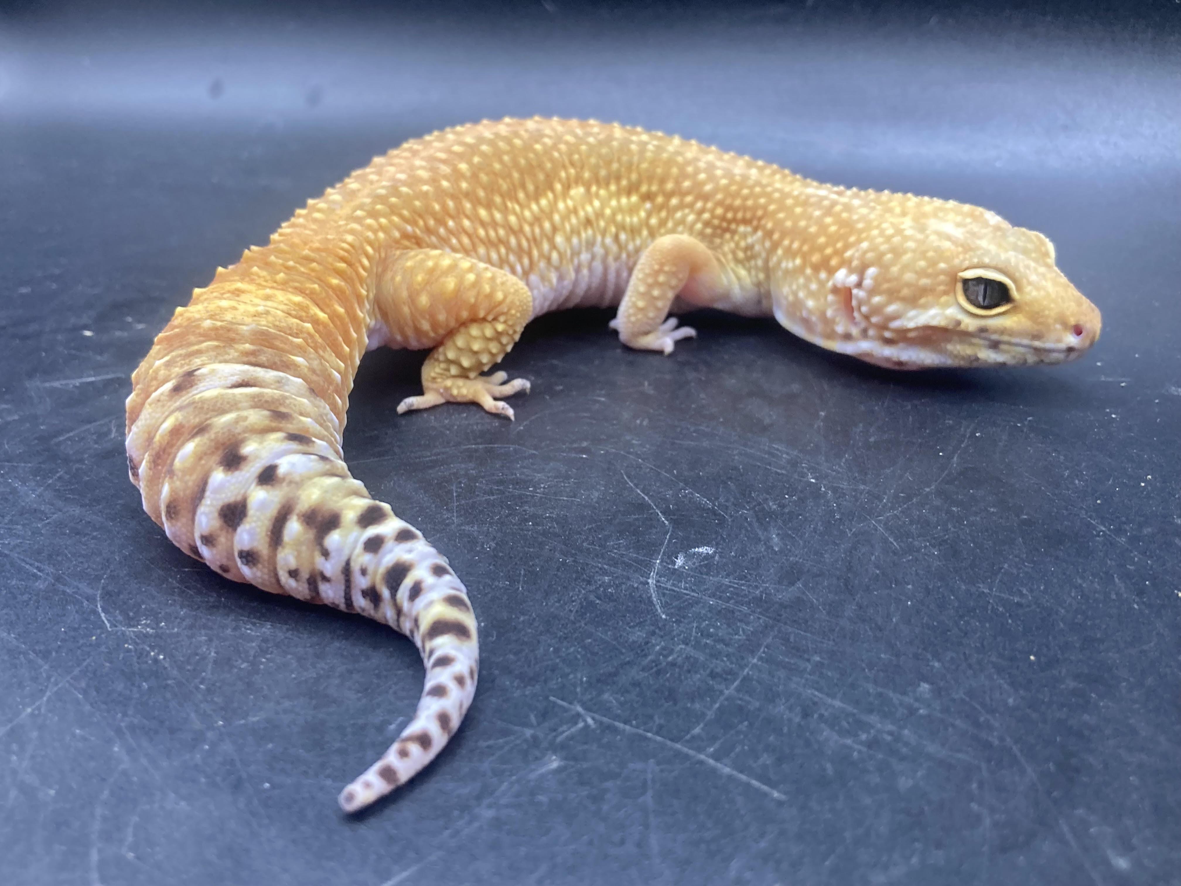 Enlarge Kiwi, an adopted Gecko in Palmerton, PA image 1/4