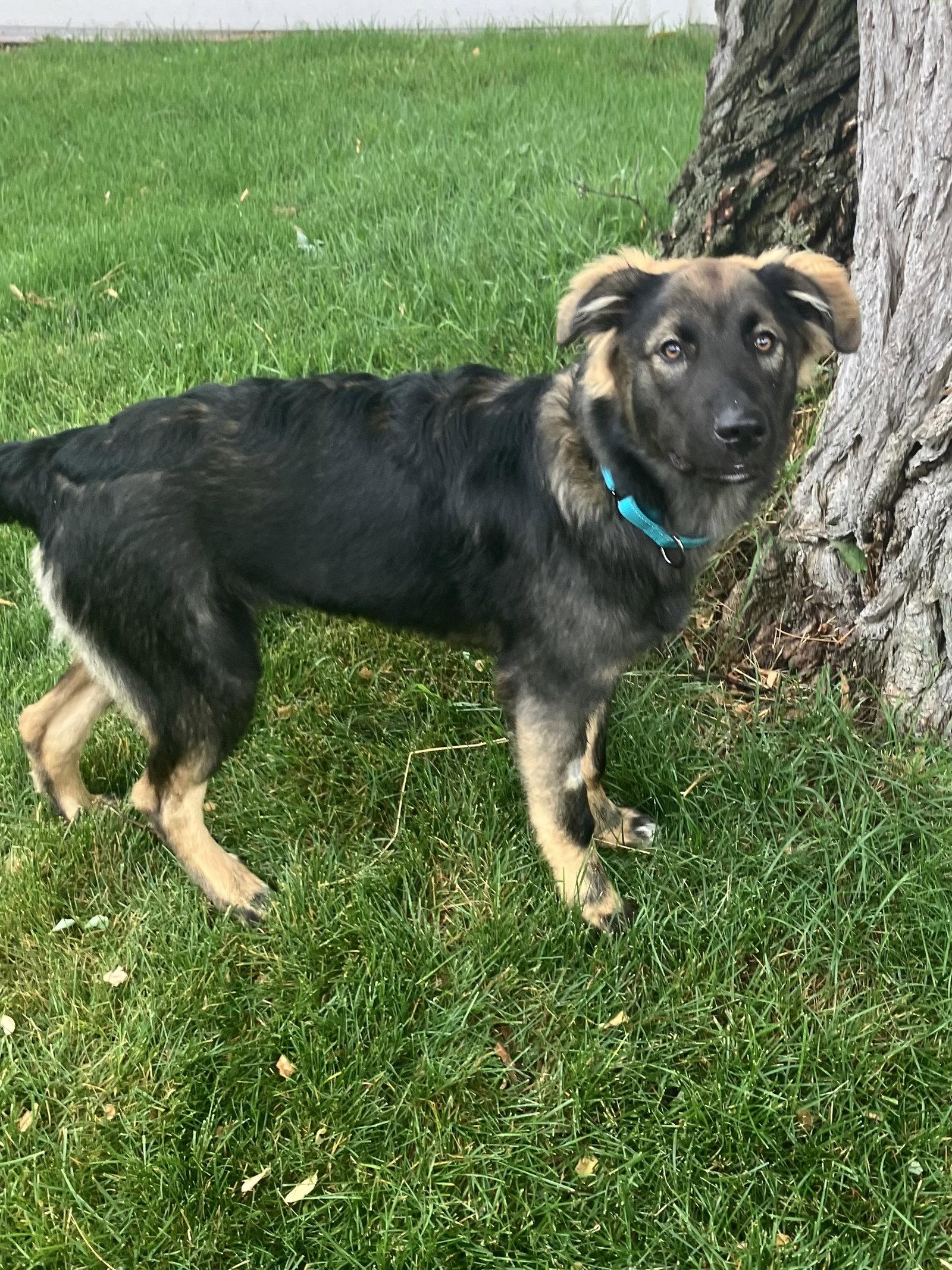 Archie, a Adopted Australian Shepherd in Polson, MT image 2/3