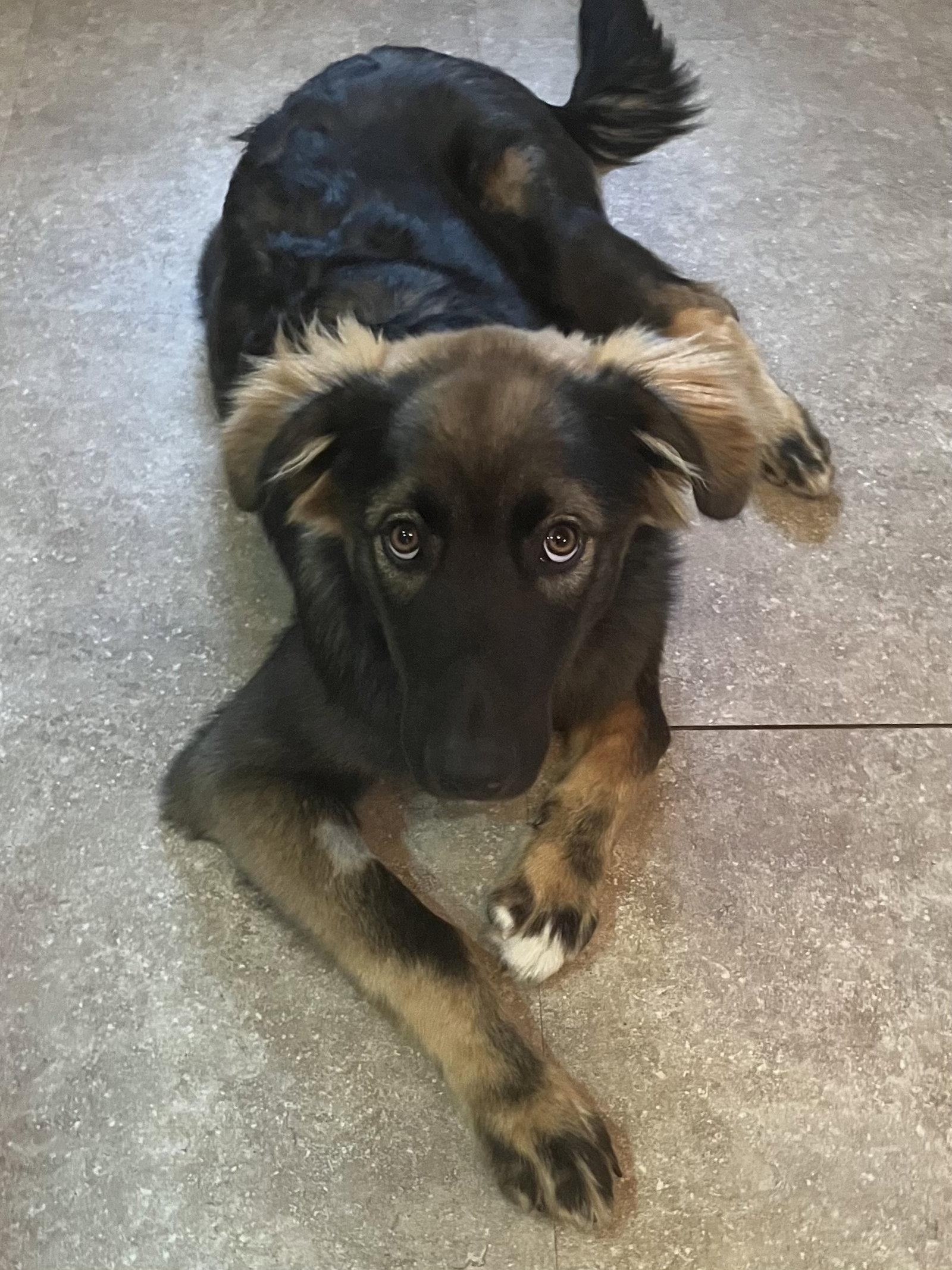 Archie, a Adopted Australian Shepherd in Polson, MT image 3/3