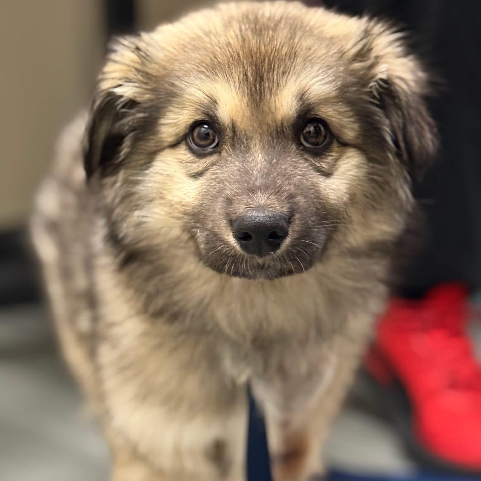 Plucky Pete, Adoptable, Puppy Male Canadian Eskimo Dog & Spitz.