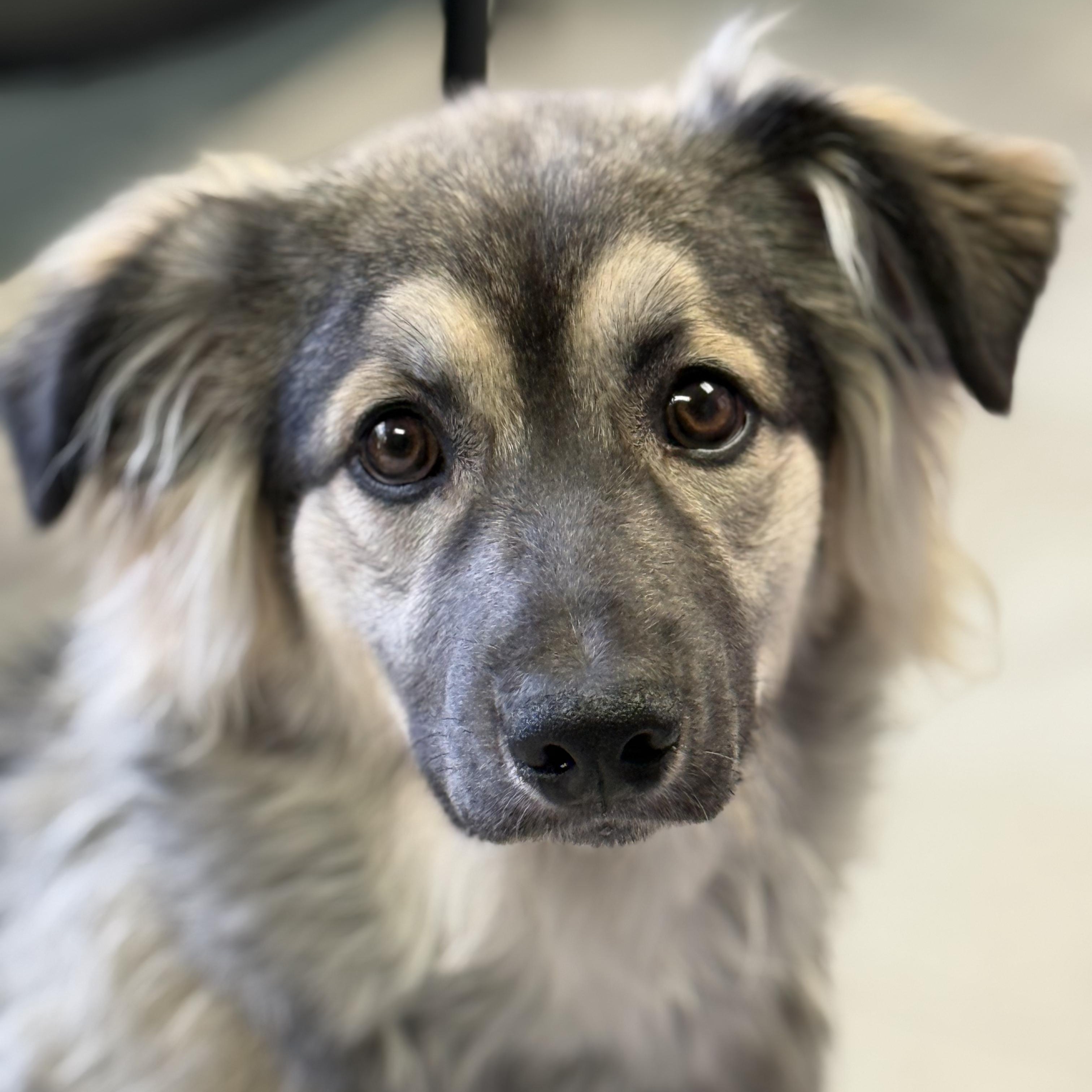 Enlarge Plucky Pete, an adopted mixed breed in Scarborough, ON image 2/6