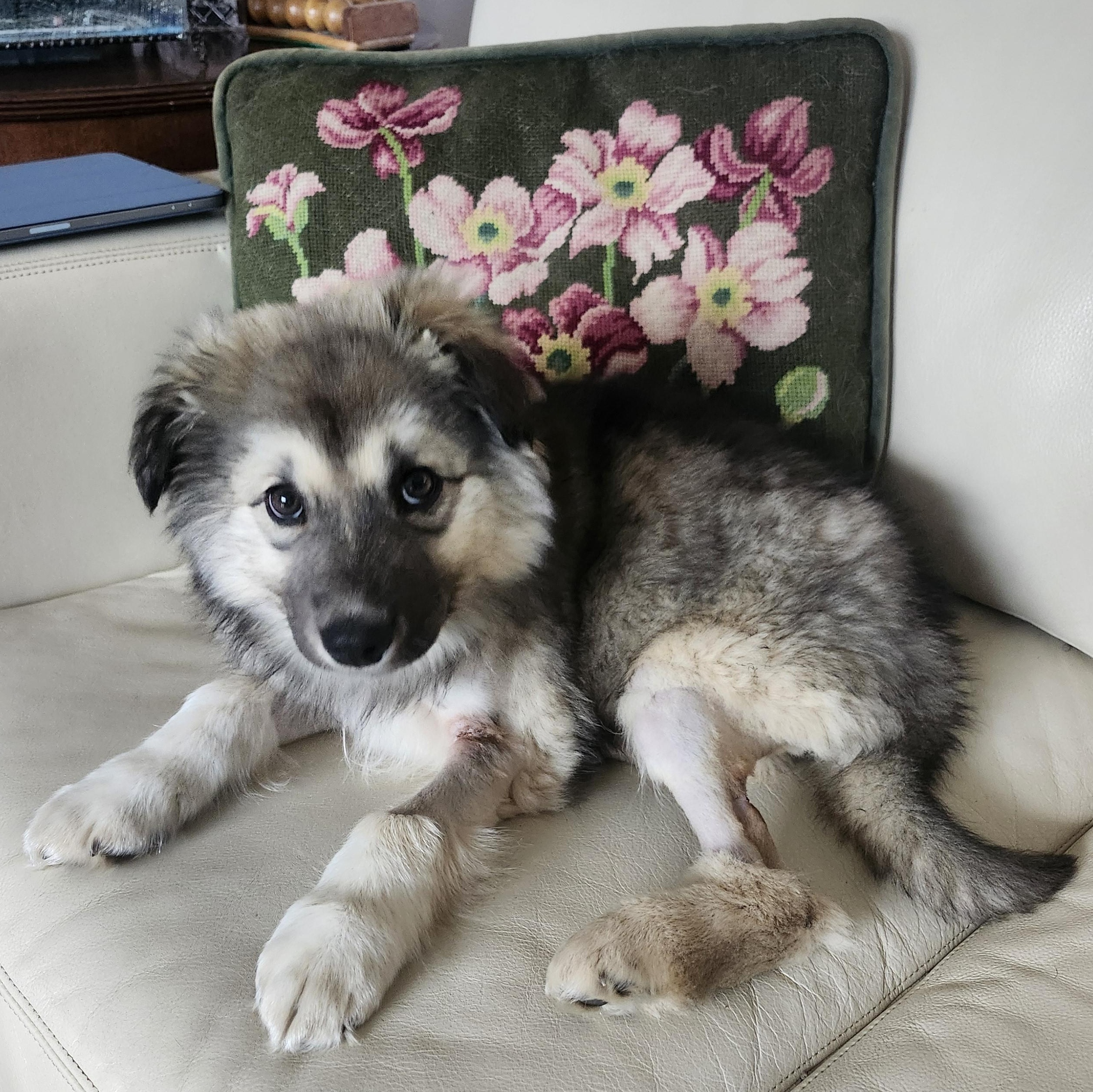 Plucky Pete, a Adoptable mixed breed in Scarborough, ON image 3/6