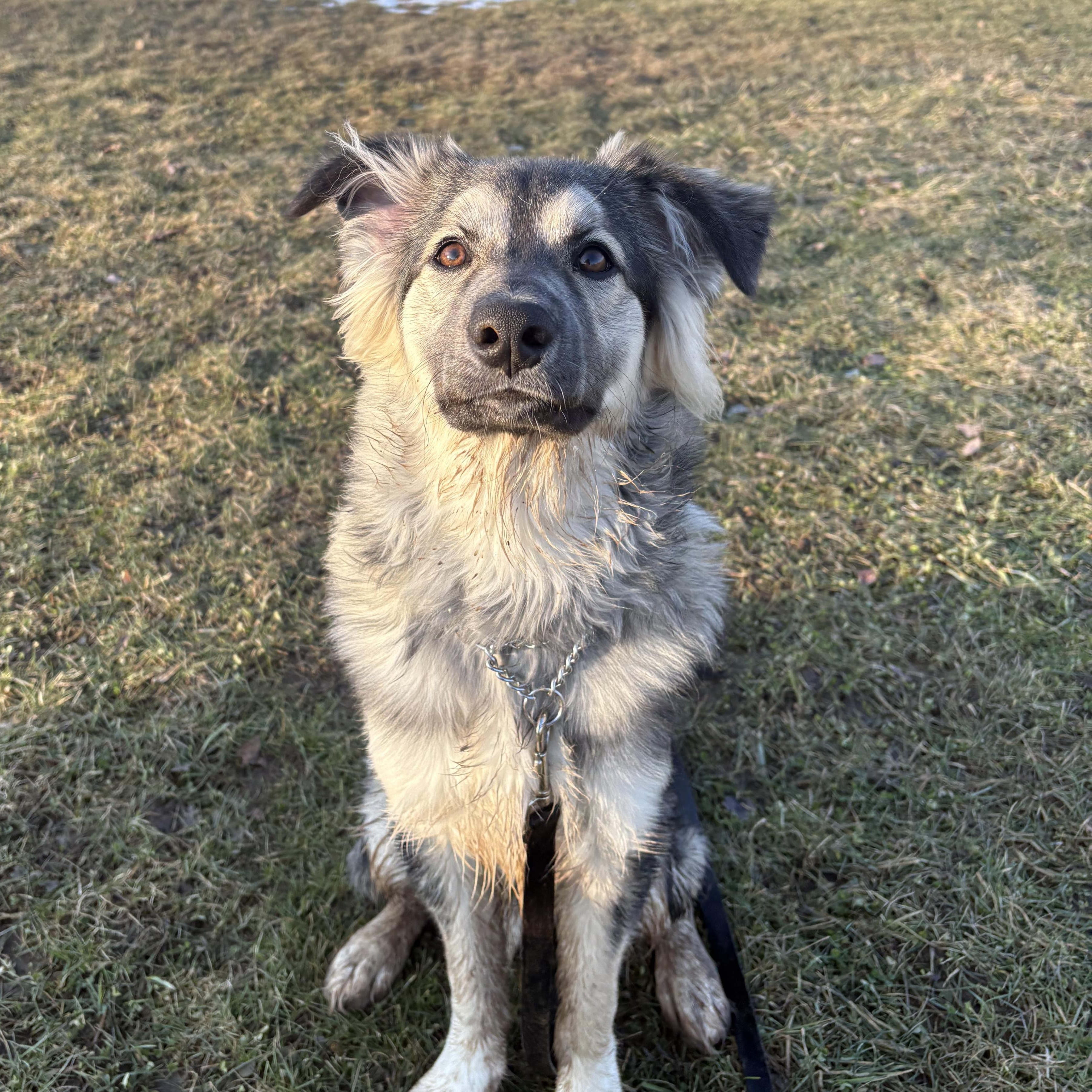 Enlarge Plucky Pete, an adopted mixed breed in Scarborough, ON image 5/6