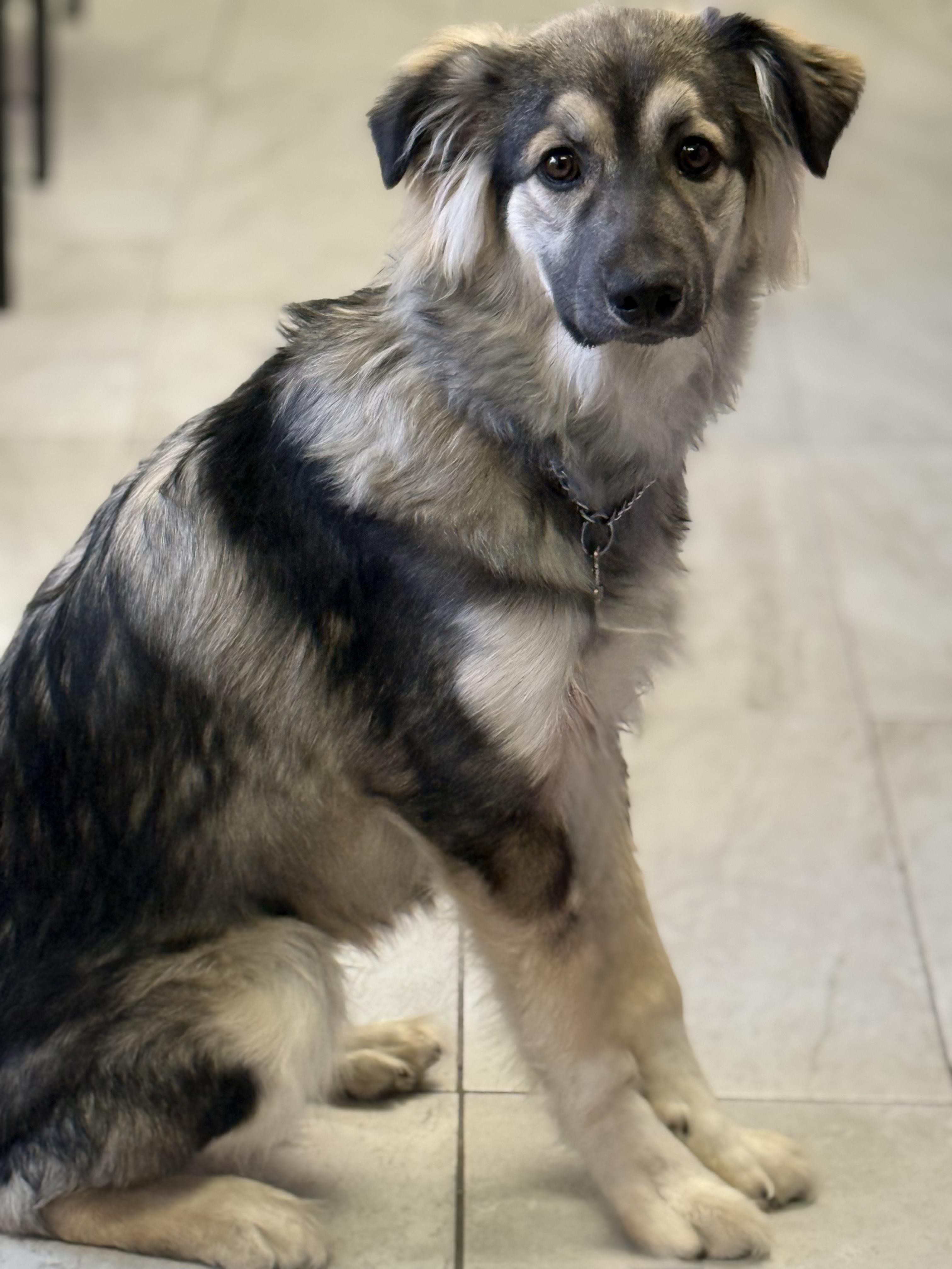 Enlarge Plucky Pete, an adopted mixed breed in Scarborough, ON image 3/6