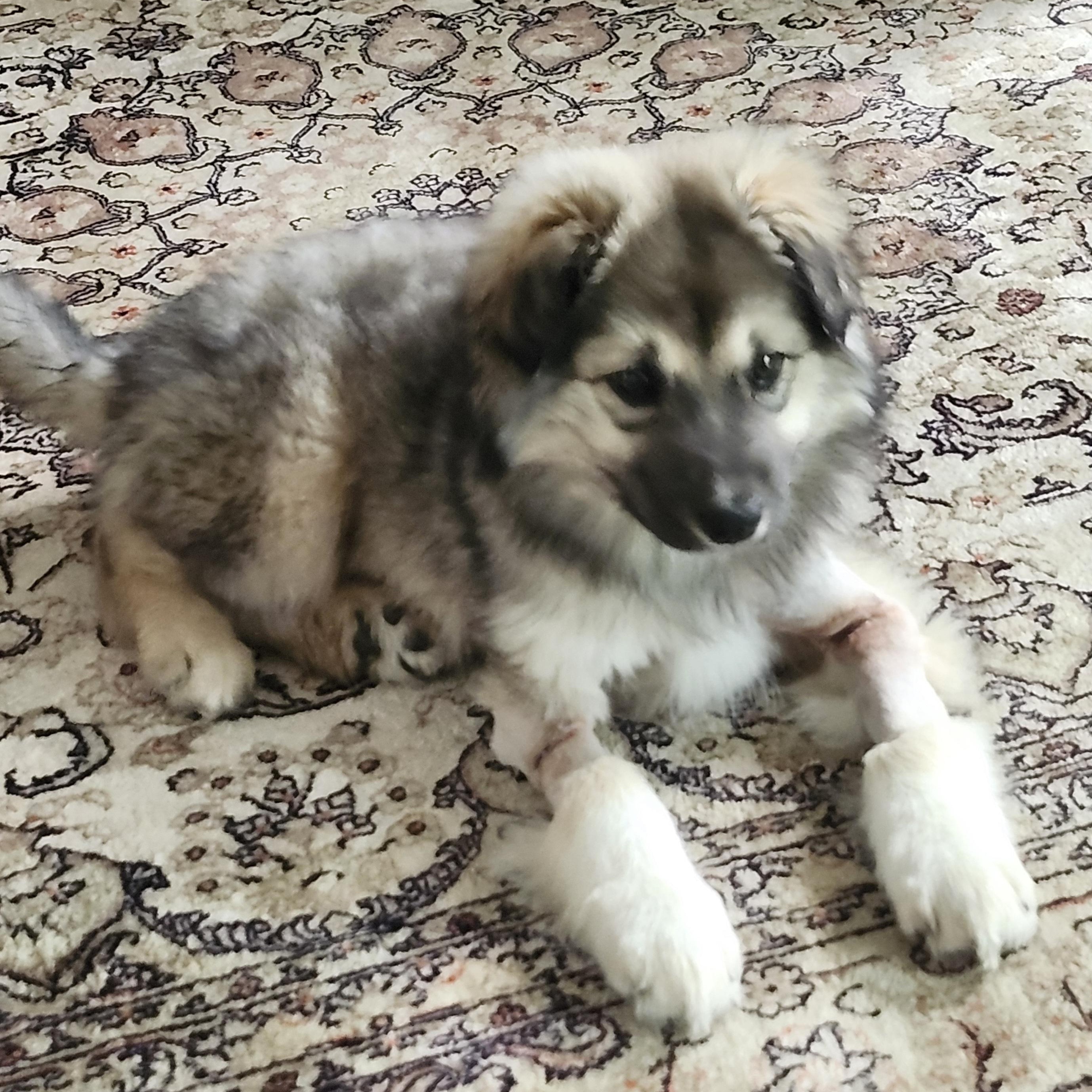 Plucky Pete, a Adoptable mixed breed in Scarborough, ON image 2/6