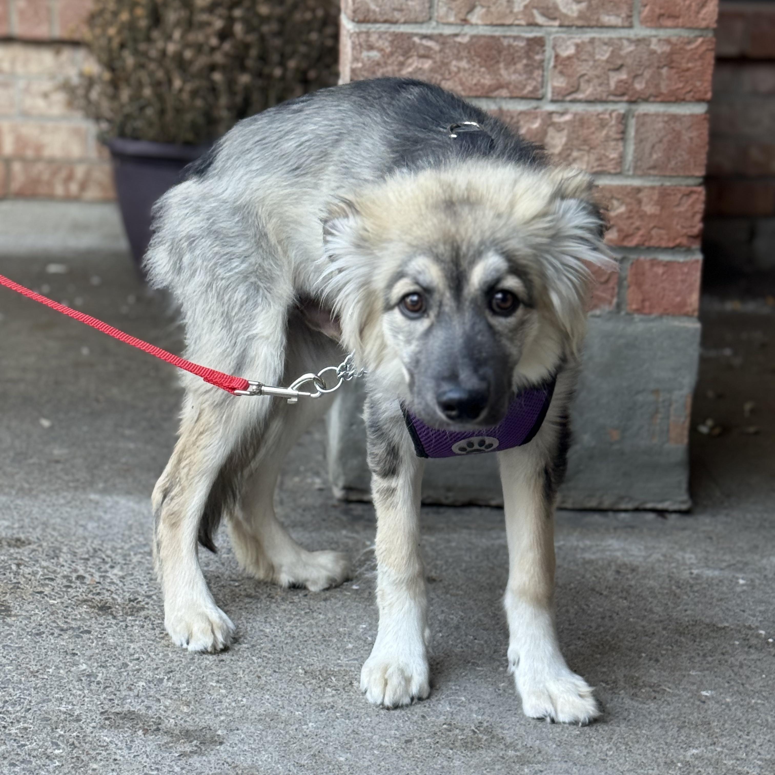 Enlarge Plucky Pete, a Adoptable mixed breed in Scarborough, ON image 2/6