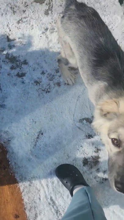 Enlarge Plucky Pete, a Adoptable mixed breed in Scarborough, ON video 6/6