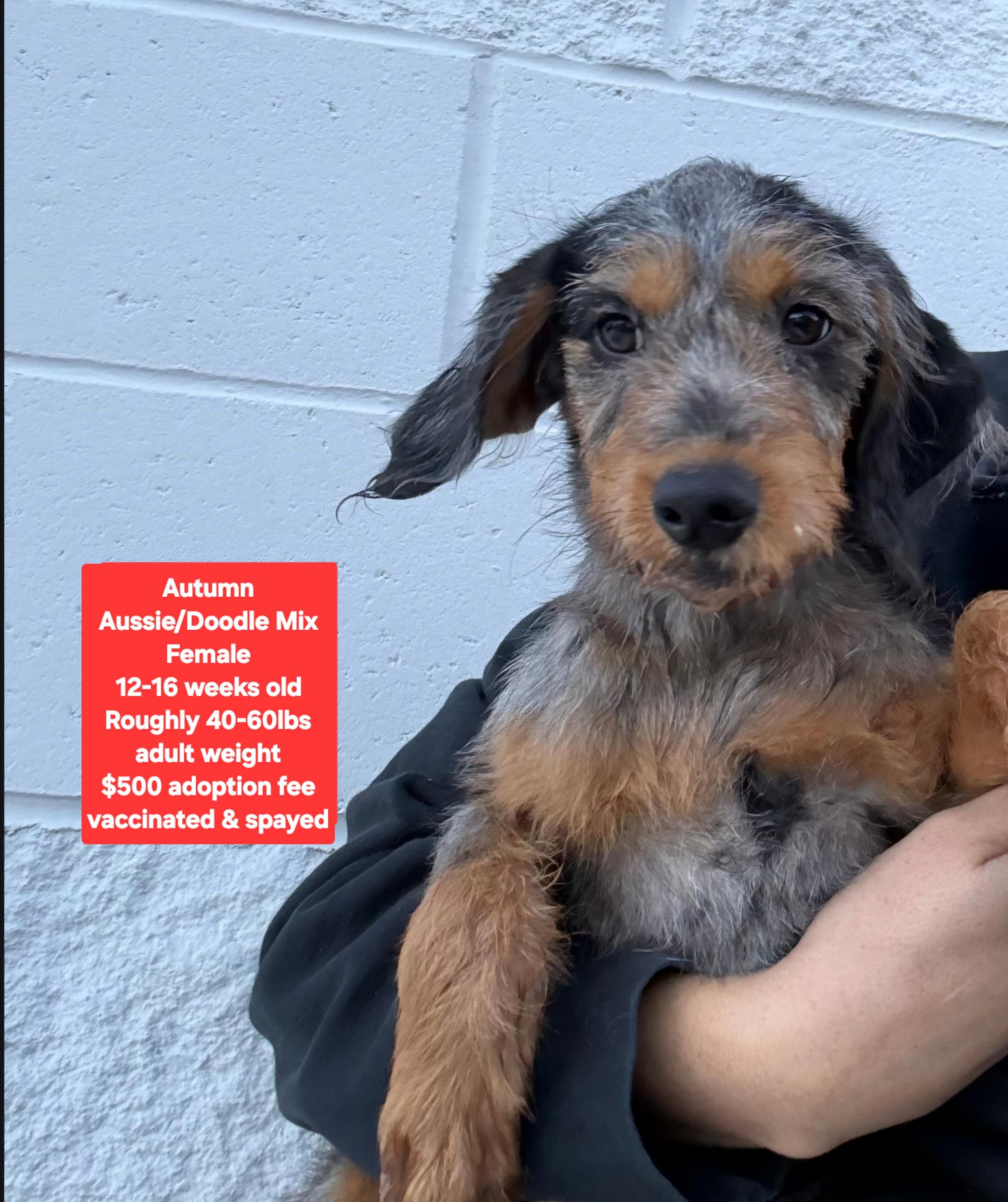 Enlarge Autumn, a Adoptable mixed breed in Oviedo, FL image 1/1