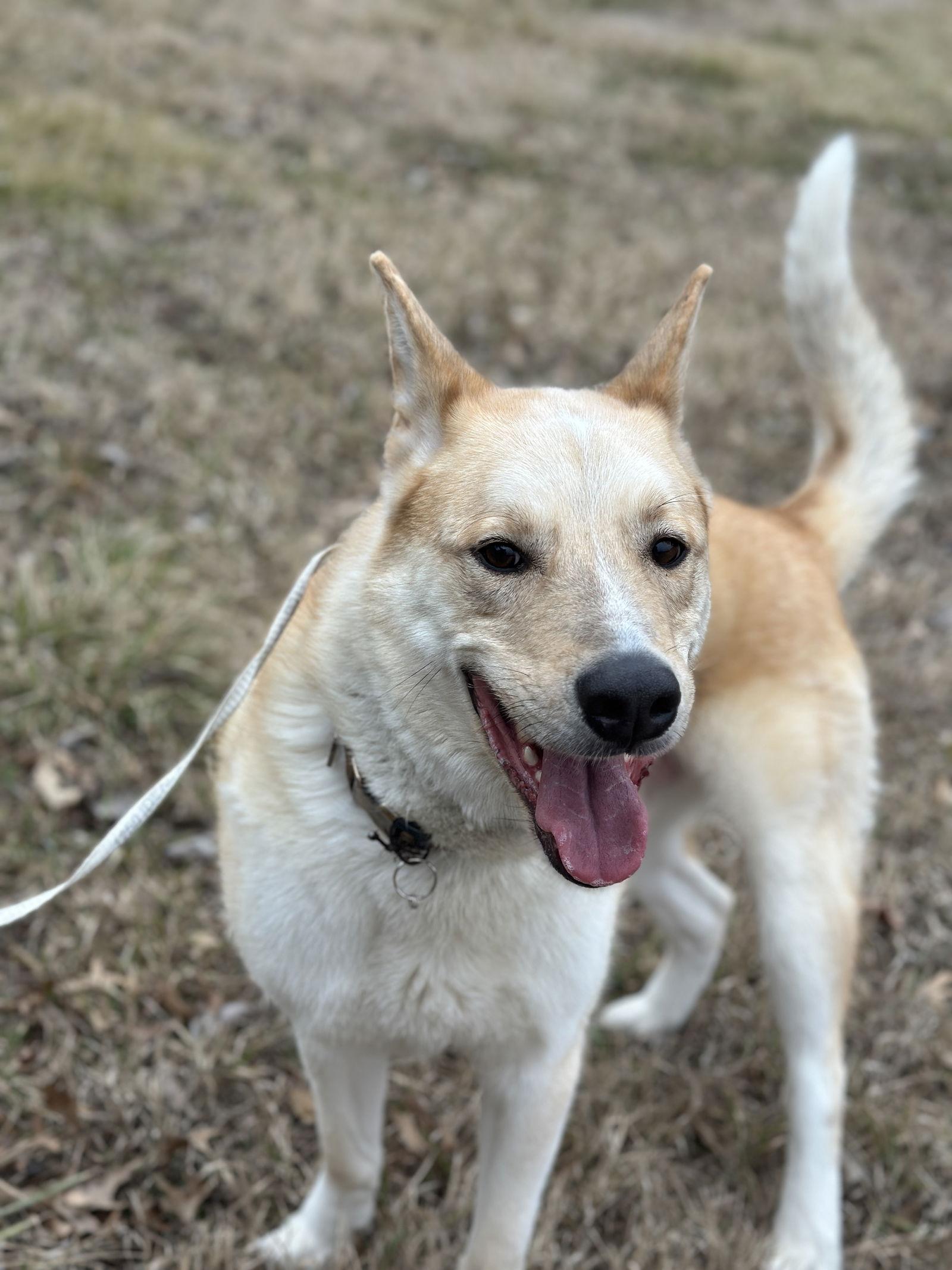 Gator, Adoptable, Adult Male Husky.