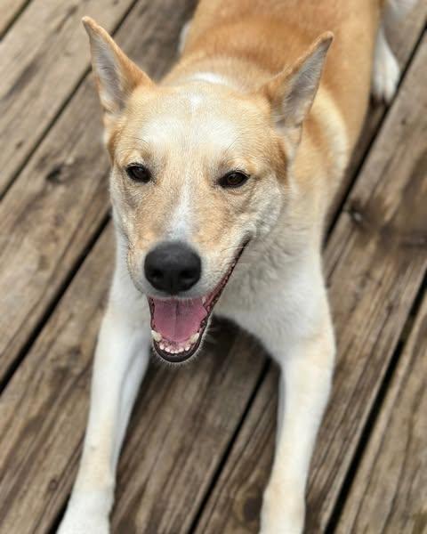 Gator, a Adoptable Husky in Merriam, KS image 2/3