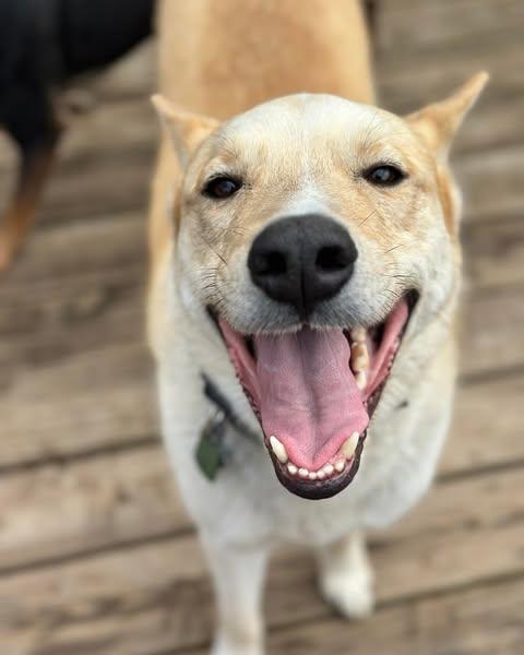 Gator, a Adoptable Husky in Merriam, KS image 3/3