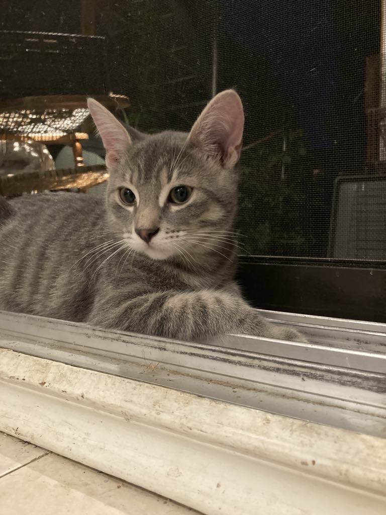 Milly, a Adopted Domestic Short Hair in Lasalle, QC image 4/4