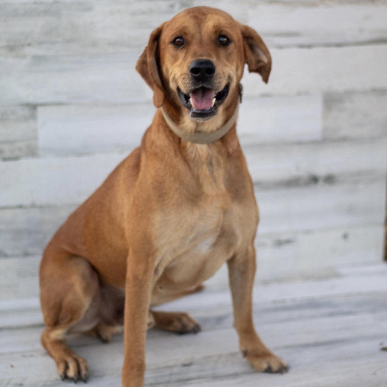 Boomer, a Adoptable mixed breed in Pelham, NH image 1/6