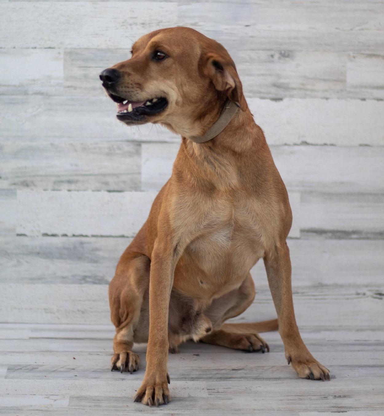 Boomer, a Adoptable mixed breed in Pelham, NH image 6/6
