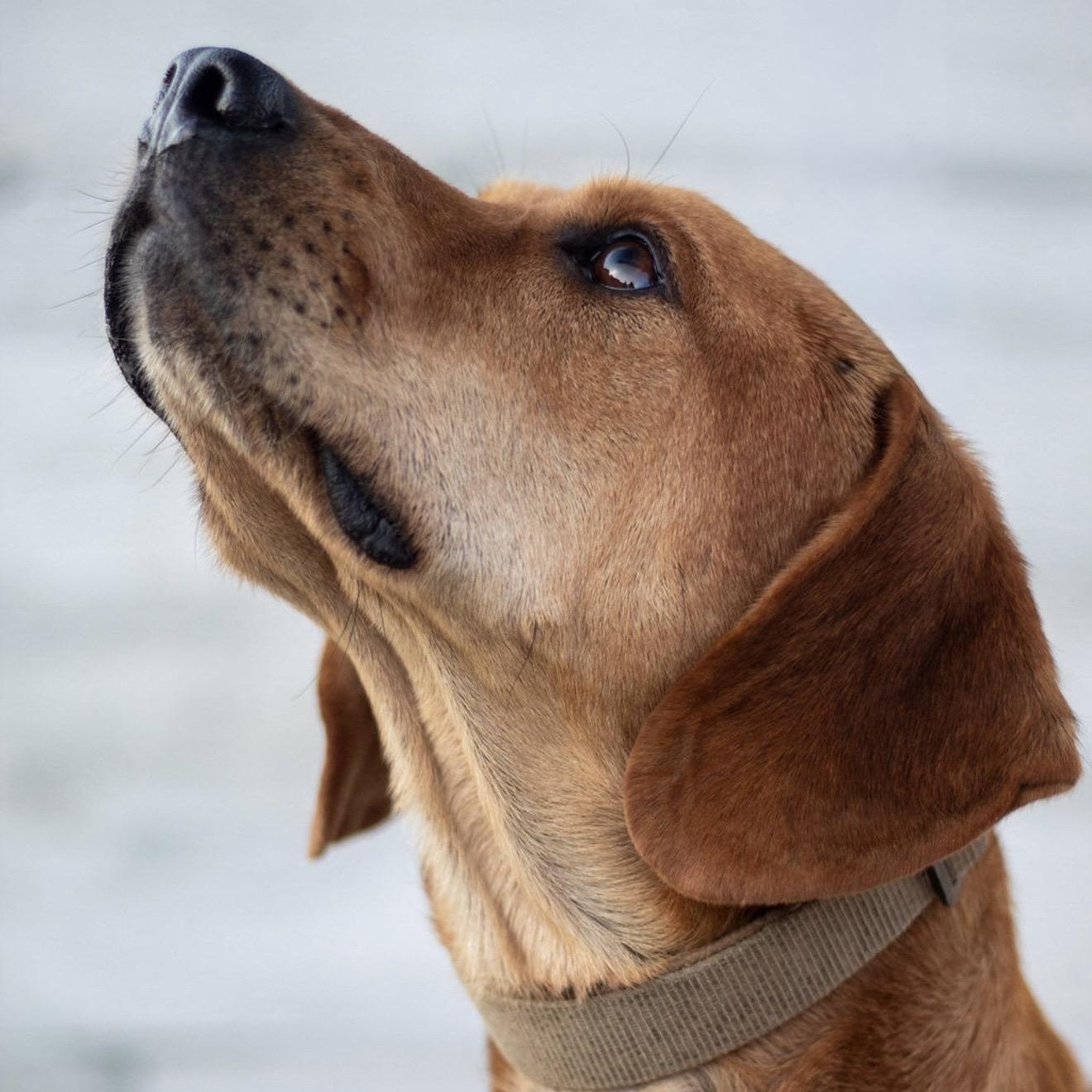 Boomer, a Adoptable mixed breed in Pelham, NH image 4/6