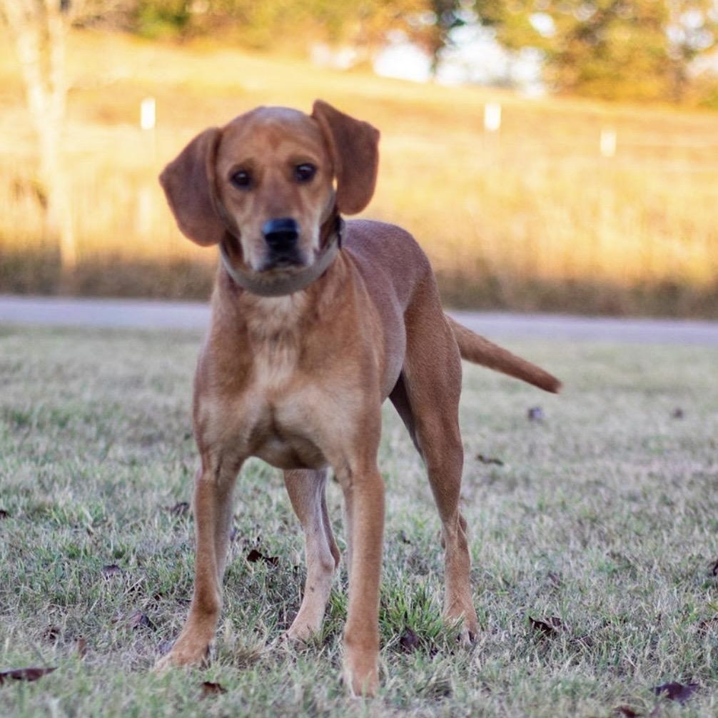 Boomer, a Adoptable mixed breed in Pelham, NH image 3/6