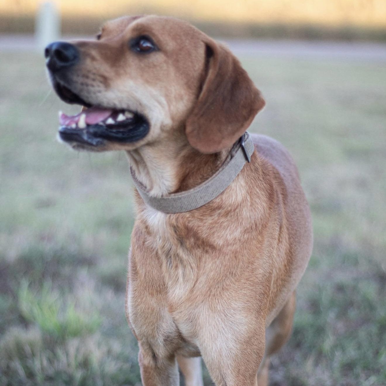 Boomer, a Adoptable mixed breed in Pelham, NH image 5/6