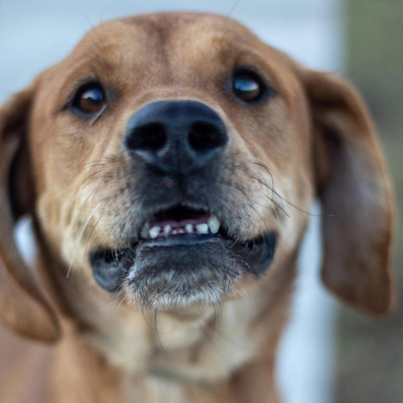 Boomer, a Adoptable mixed breed in Pelham, NH image 2/6