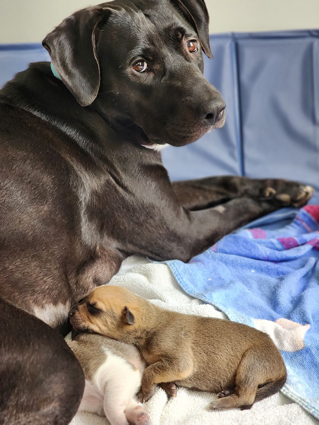 Enlarge Luna, a Adoptable Mixed Breed in Lincoln University, PA image 3/5