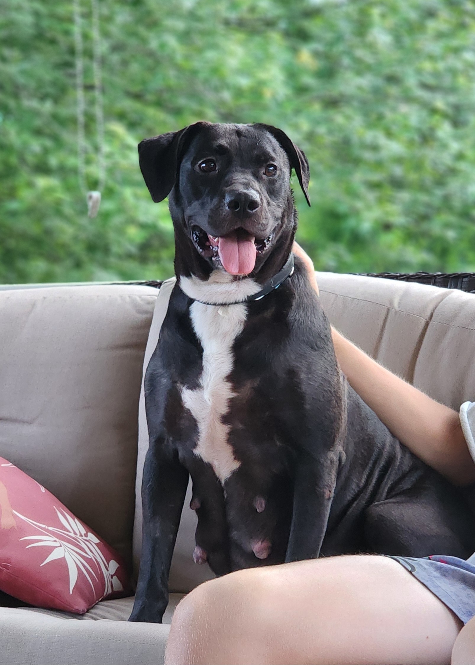 Luna, Adult Female unknown