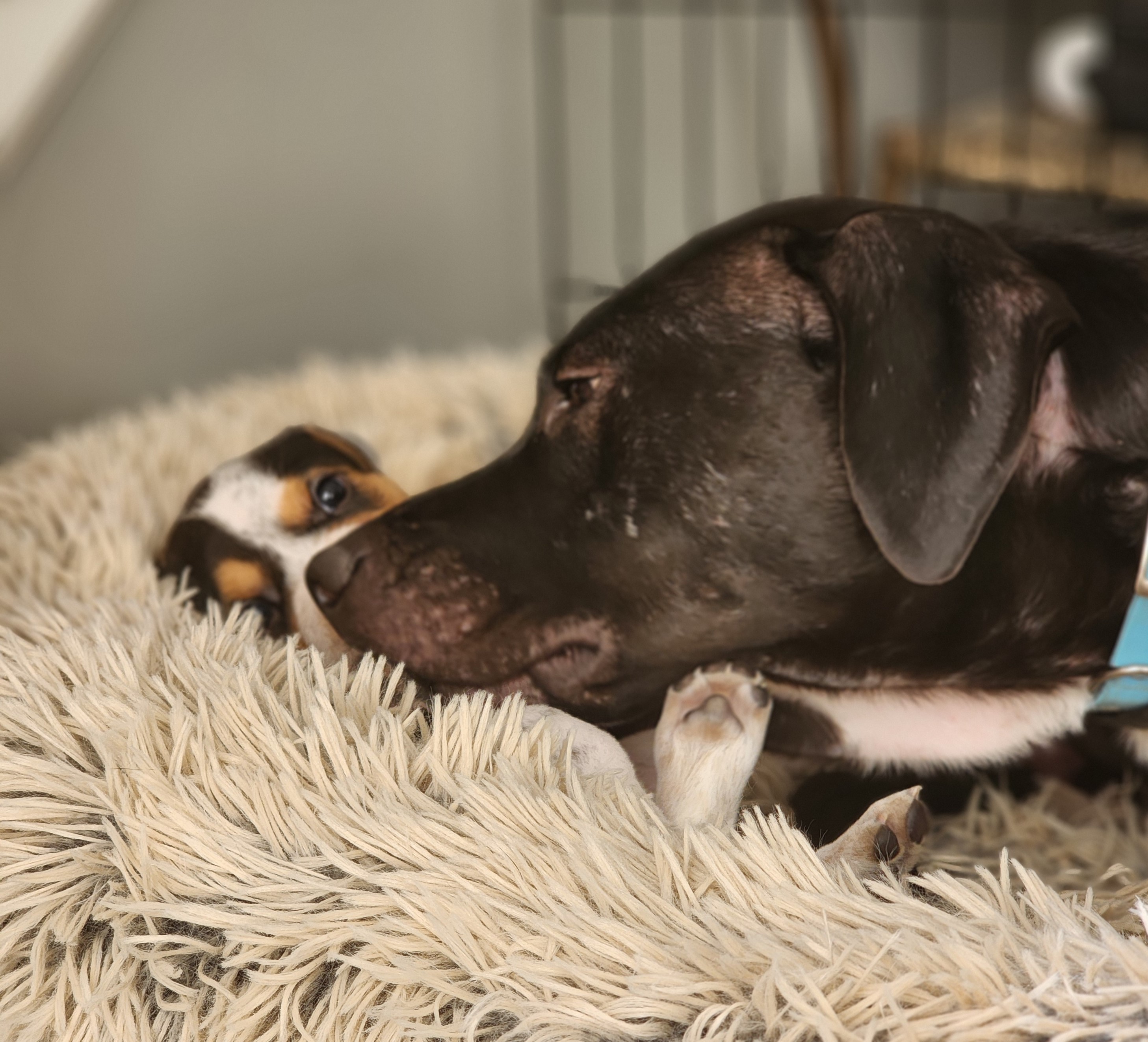 Enlarge Luna, a Adoptable Mixed Breed in Lincoln University, PA image 4/5