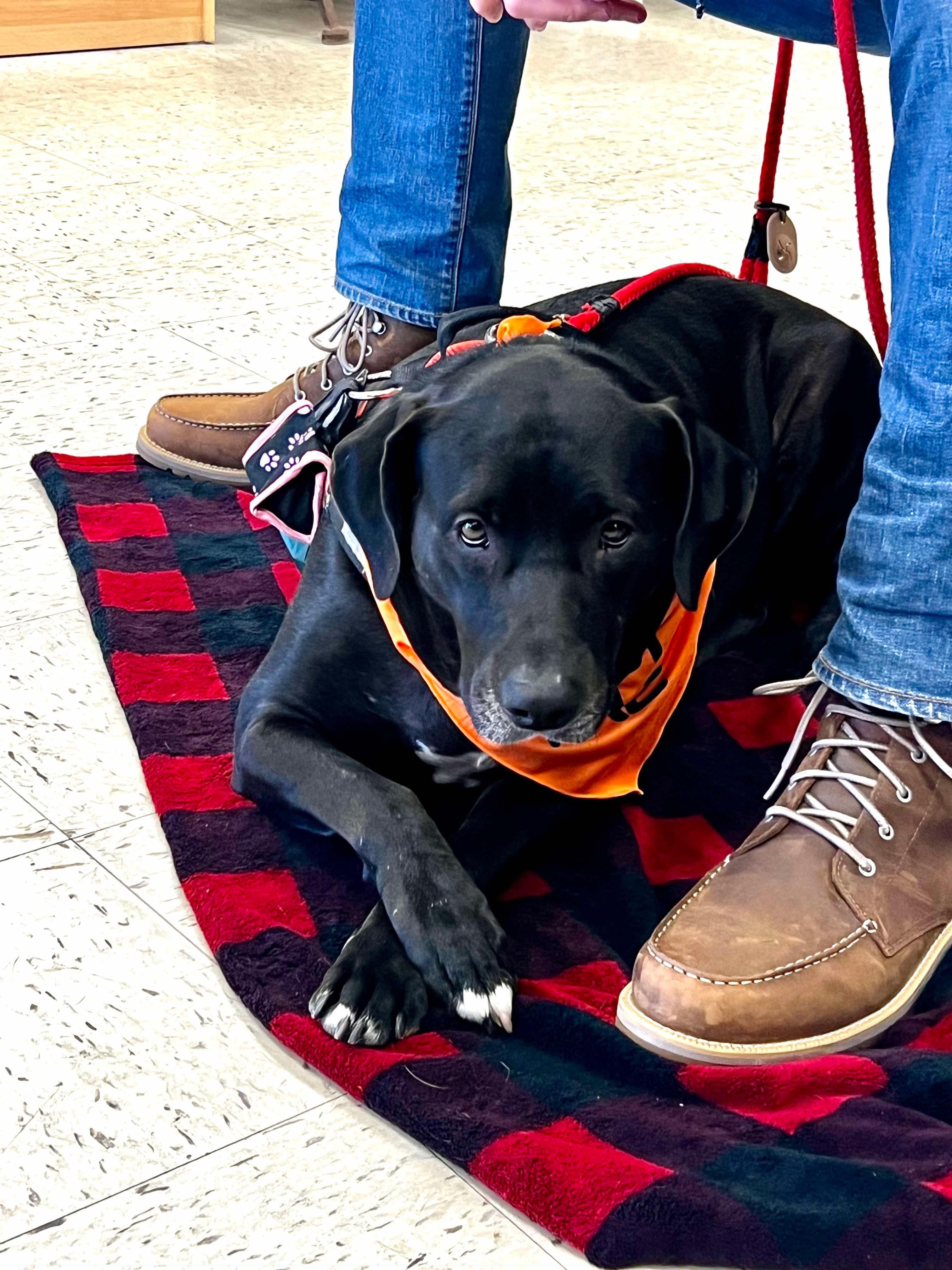 Enlarge Luna, a Adoptable Mixed Breed in Lincoln University, PA image 2/5