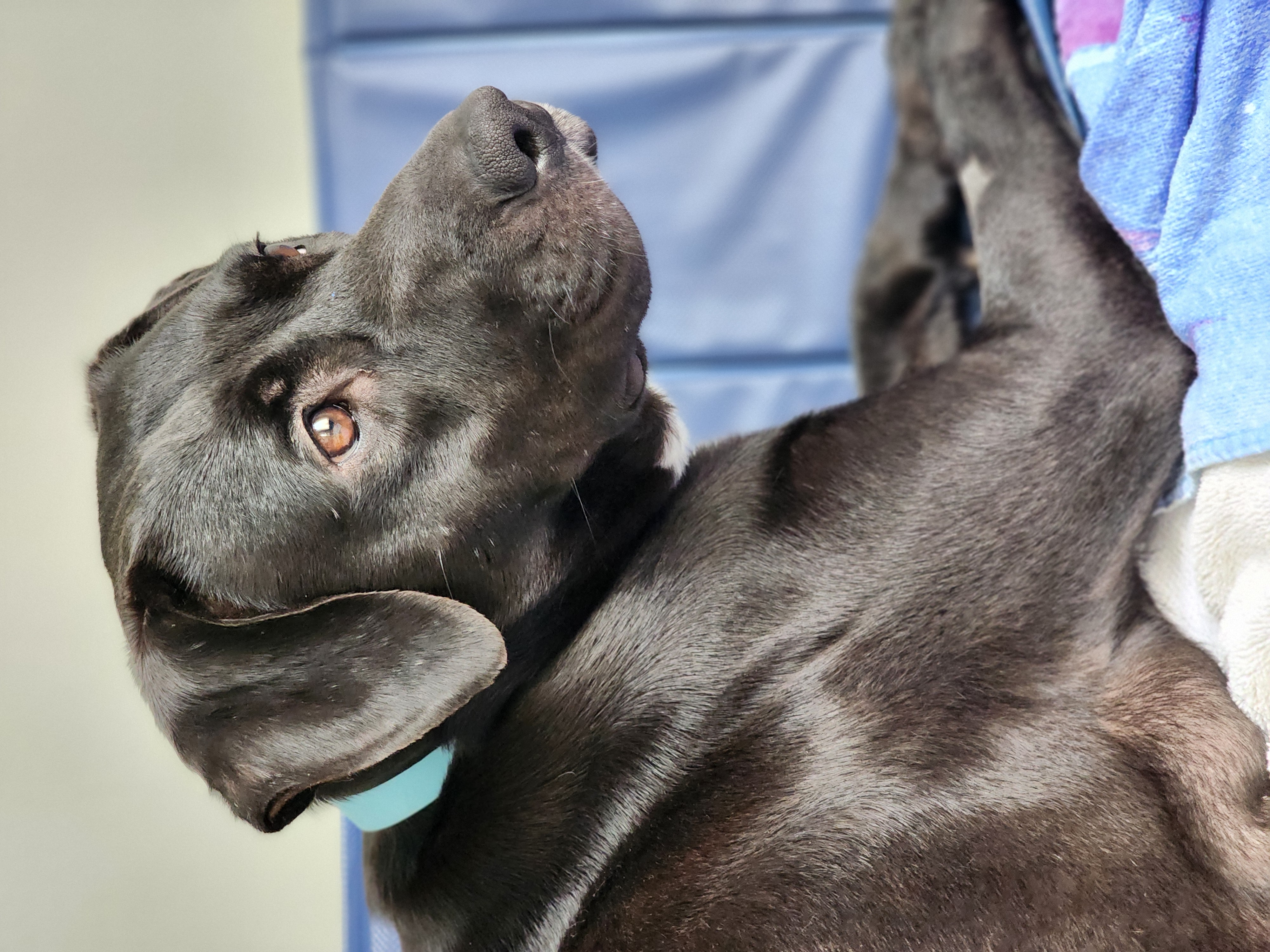 Enlarge Luna, a Adoptable Mixed Breed in Lincoln University, PA image 5/5