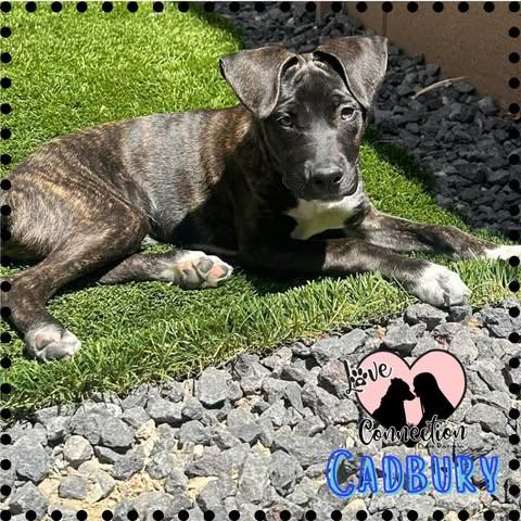 Cadbury, a ADOPTABLE mixed breed in Gilbert, AZ image 2/2