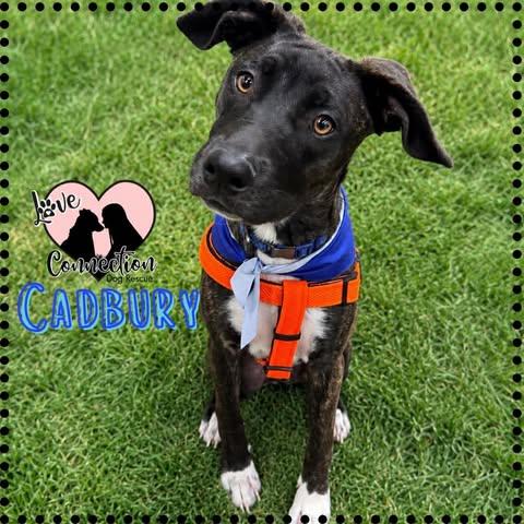 Cadbury, ADOPTABLE, Puppy Male Labrador Retriever.
