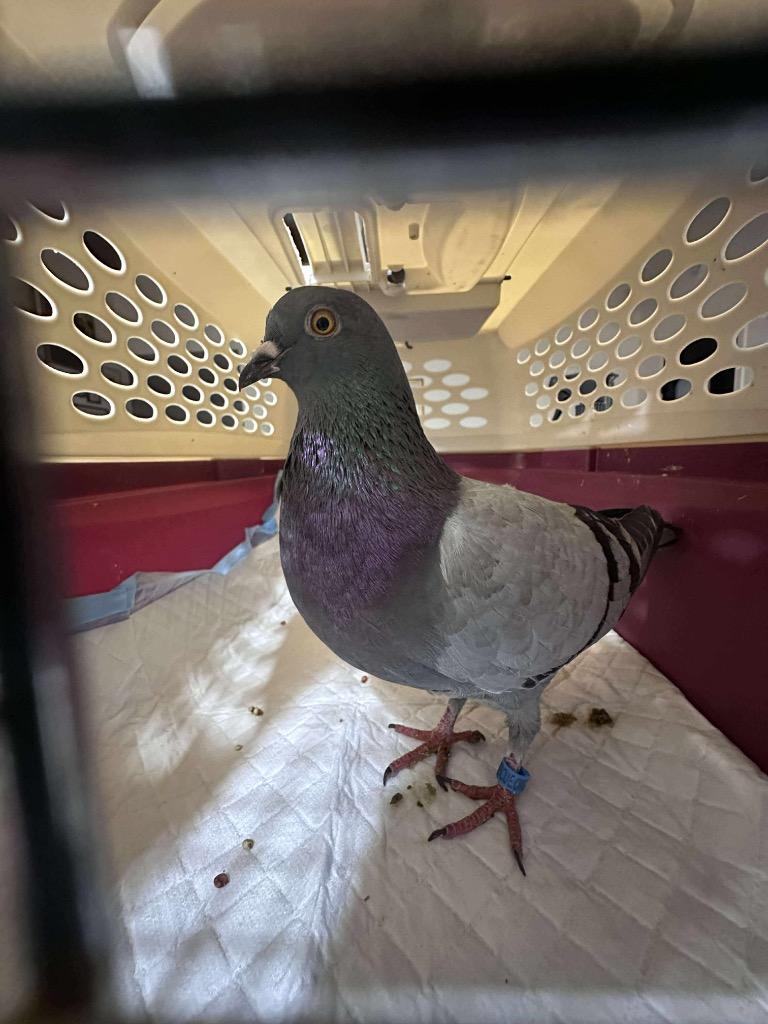 Enlarge Babycakes, a Adopted Pigeon in San Francisco, CA image 1/1