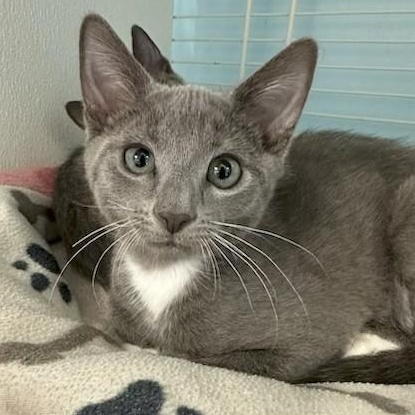 Toby, adopted, Kitten Male Domestic Short Hair & Russian Blue.