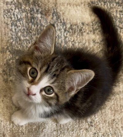 Enlarge Nix, an adopted Domestic Short Hair in Las Vegas, NV image 1/1